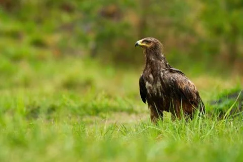 Wet lesser spotted eagle sitting on the ground in summer nature Stock Photos