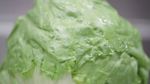 Wet lettuce 4k 動画素材 86115293