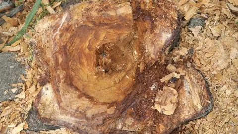 Wet log texture, broken large tree trunks are suitable  Stock Photos