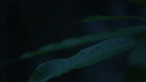 Wet long leaf. Stock Footage 147321297
