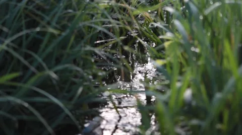 Wet Long Spring Grass And A water Stream    Stock Footage 49842620