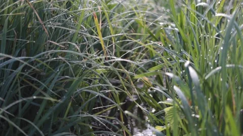 Wet Long Spring Grass    Stock Footage 49842727