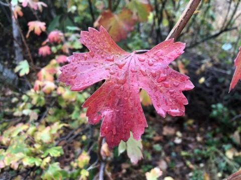 Wet maple leaf in the fall. Yellow-red leaves on tree branches. Autumn nature Stock Photos