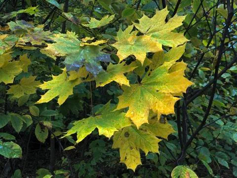 Wet maple leaf in the fall. Yellow-red leaves on tree branches. Autumn nature Stock Photos