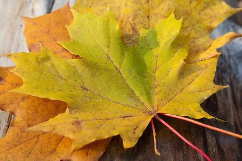 Wet maple leafs. Yellow fallen leafs close-up. Autumn background Stock Photos