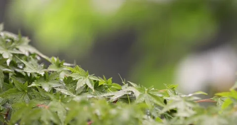 Wet maple leaves during rainfall Stock Footage 226805507