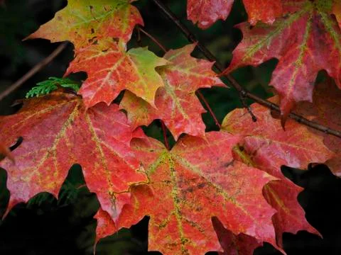 Wet maple leaves turning red Stock Photos