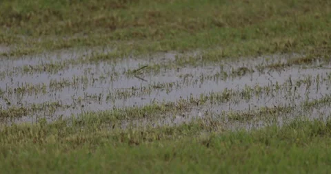 Wet meadow, 4K slow motion Stock Footage 310010808