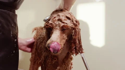 Wet miniature poodle pedigree dog Stock Video Pond5