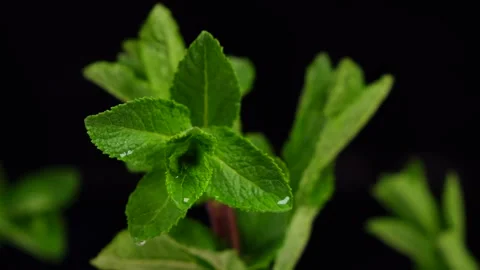 Wet mint leaves with dripping drops on black background Stock Footage 154631417