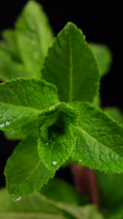Wet mint leaves with dripping drops on black background Stock Footage 279381656