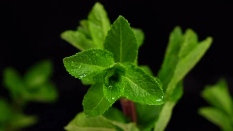 Wet mint leaves Stock Footage 154241574