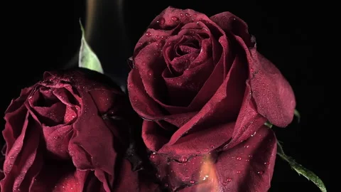 The wet moist on the petals of the red roses. Romantic concept Stock Footage 340361124