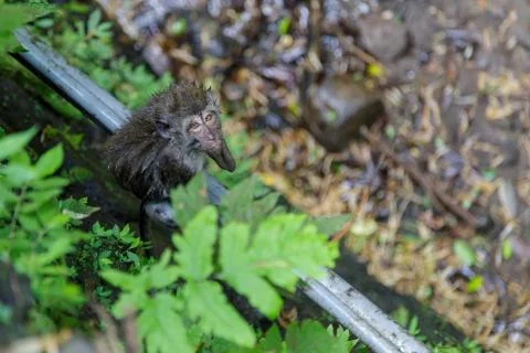 Wet monkey looking at the camera after taking a bath in a cold river. Concept Stock Photos