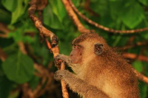Wet monkey on the tree in profile Stock Photos