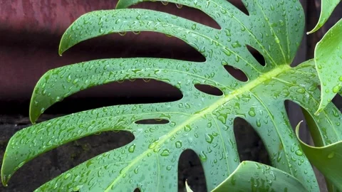 Wet monstera leaf Video stock 273861242