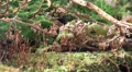 Wet moss close up with other green botanic pan motion HD Footage