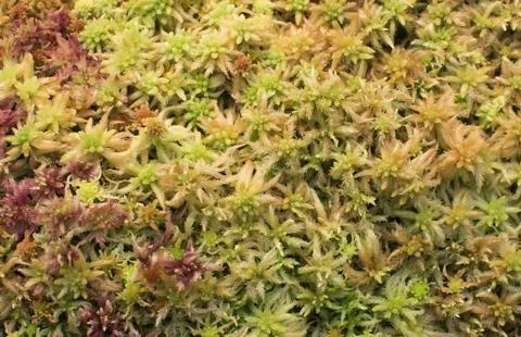 Wet moss closeup background Stock-Fotos