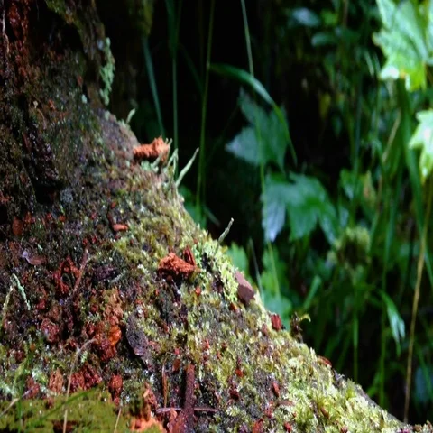 Wet Moss-Covered Log in Forest Background Stock Footage 69695038