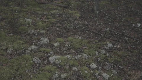 Wet moss in the forest with foliage branches and sticks from trees in cloudy Video stock 165837619