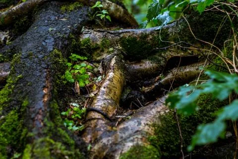 Wet moss in the forest Foto stock