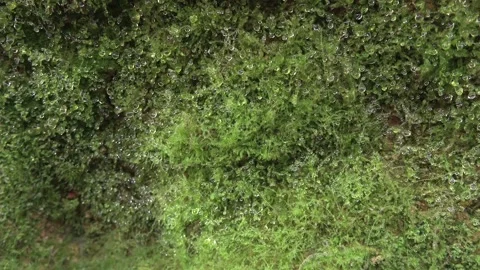 Wet moss grows across damp rock, where water droplets - Wet Stone and Macro Moss Stock Footage 339791742