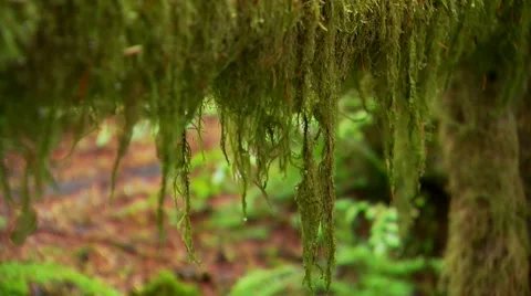 Wet moss hanging on tree trunk, Canada Stock Footage 60690968