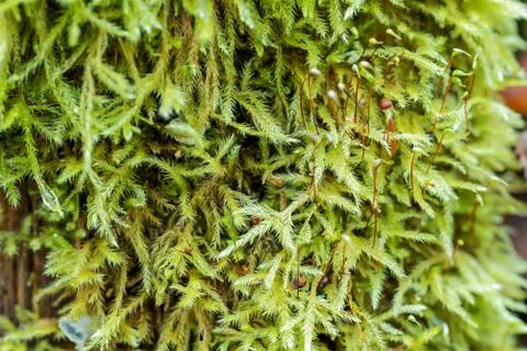 Wet moss Stock Photos