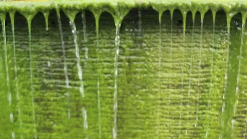 Wet moss in a vertical water flow Video stock 296145194