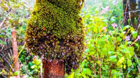Wet mosses 库存照片