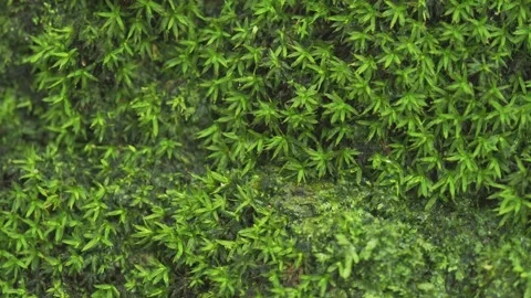 Wet Mossy Stone Surface with Tiny Green Plants in Tropical Forest 스톡 동영상 334904391