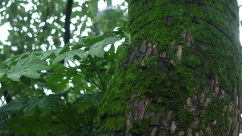 Wet Mossy Tree Trunk in Rainy Forest Close Up Stock Footage 340148885