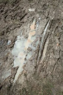 Wet Mud Traces Stock Photos