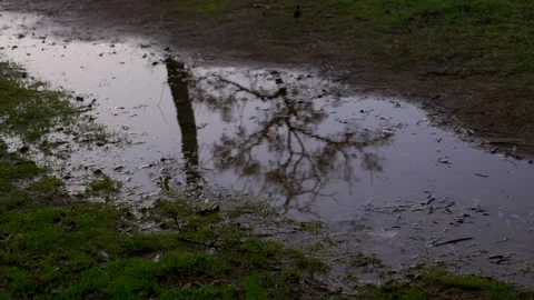 A wet, muddy field with a tree in the middle Stock-Footage 328516378