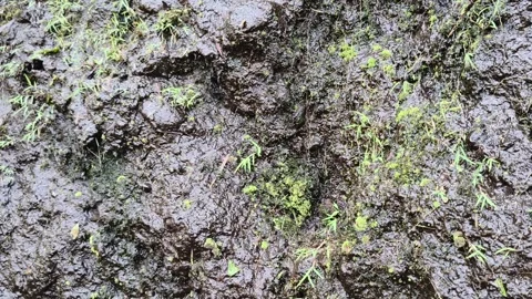 Wet muddy soil texture with small green grass Stock Footage 346659337