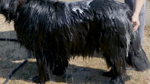 Wet Newfoundland dog, standing while being washed in the garden / yard. Video stock 92245492
