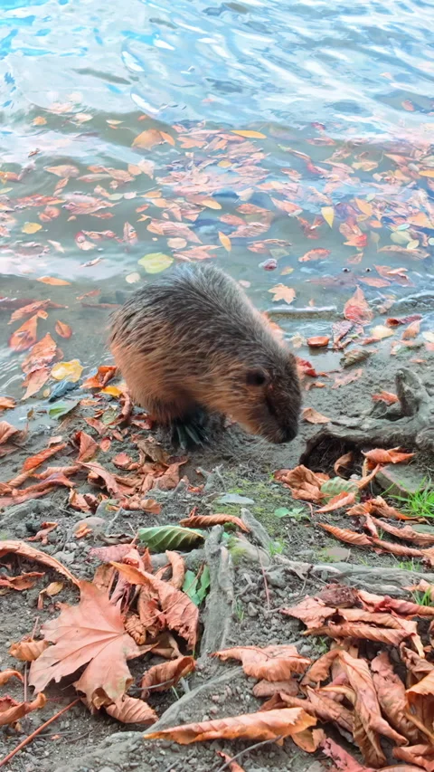 Wet Nutria carefully combs its belly fur with its front paws, then washes its Stock Footage 325074925
