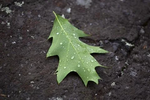 Wet Oak Leaf on the Ground Stock Photos
