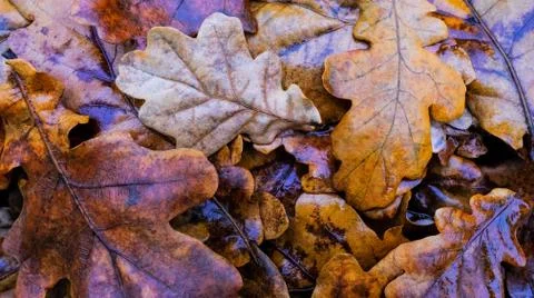 Wet oak leafs in the rain Stock Photos
