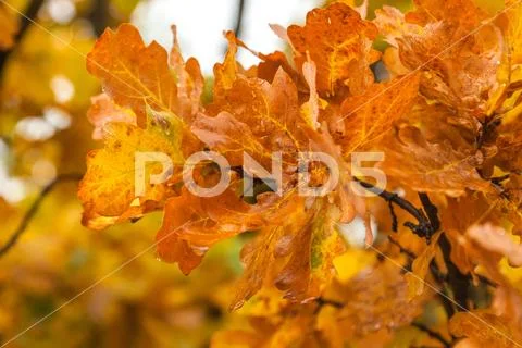 Wet oak leaves close-up, on a rainy cloudy day against a forest background. A Stock Photos
