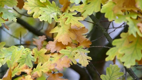 Wet Oak leaves closeup - Common Oak tree branch, Quercus robur yellow leaves  Stock Footage 217048128