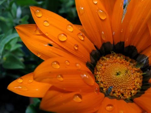 Wet orange flower Stock Photos