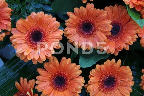 Wet orange gerberas Stock Photos
