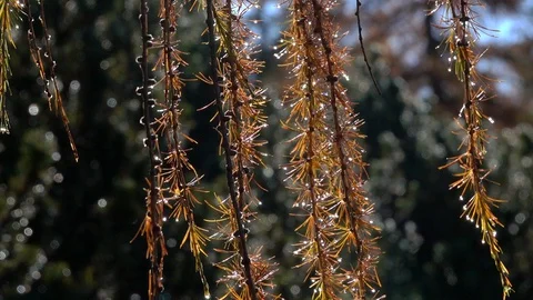 Wet orange Larch branches 動画素材 129558756