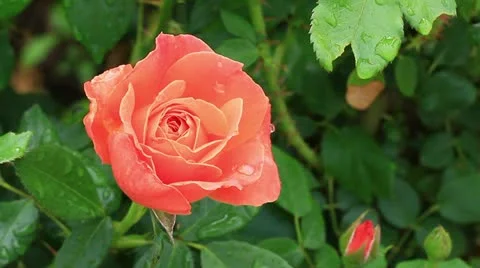 Wet orange rose bush Stock Footage 11022477