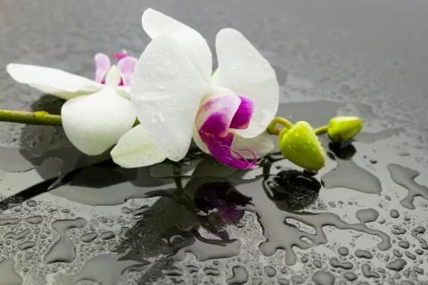 Wet orchid Stock Photos
