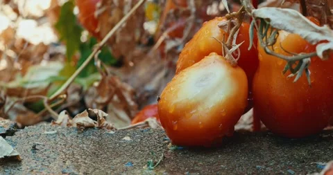 Wet overripe tomatoes hang low near a stone border 库存影片 340086084