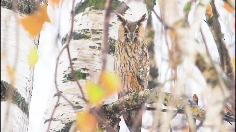 Wet owl sitting on a tree branch in rain Stock Footage 317723407