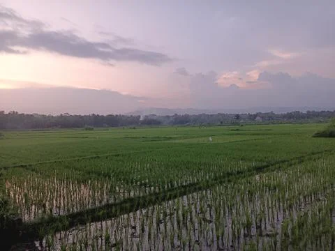 Wet Paddy Fields 스톡 사진