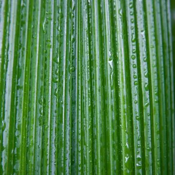 Wet palm leaf background Stock Photos